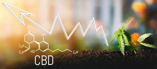 CBD Industry Growth Trends Shaping the Future of Wellness